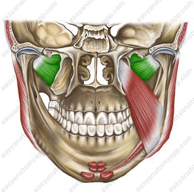 Lateral pterygoid muscle (m. pterygoideus lateralis)