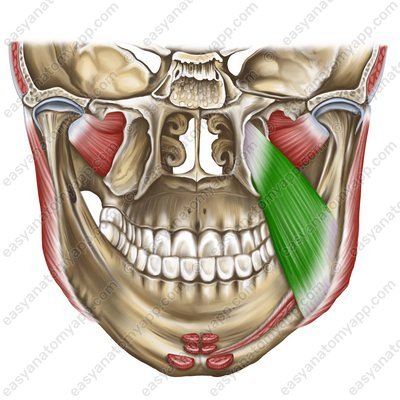Medial pterygoid muscle (m. pterygoideus medialis)