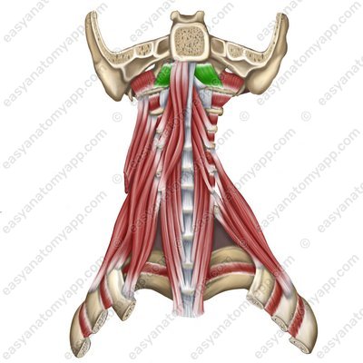 Rectus capitis anterior muscle (m. rectus capitis anterior)