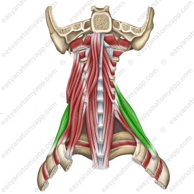 Scalenus posterior muscle (m. scalenus posterior)