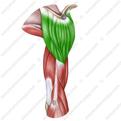 Deltoid muscle (m. deltoideus)