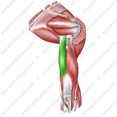 Triceps brachii muscle (m. triceps brachii) - long head