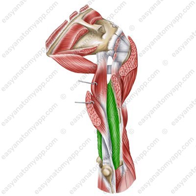 Triceps brachii muscle (m. triceps brachii) - medial head