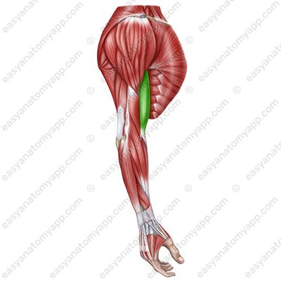 Biceps brachii muscle (m. biceps brachii)