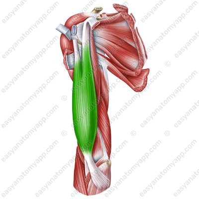 Biceps brachii muscle (m. biceps brachii)