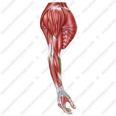 Flexor carpi radialis muscle (m. flexor carpi radialis)