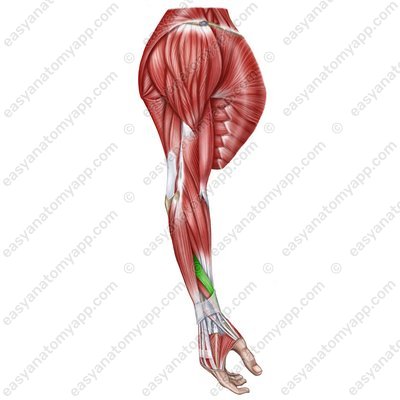 Abductor pollicis longus muscle (m. abductor pollicis longus)