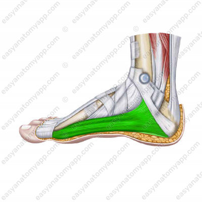 Adductor hallucis muscle (musculus adductor hallucis)