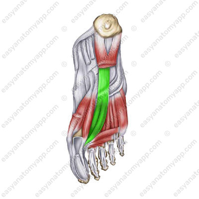 Adductor hallucis muscle (musculus adductor hallucis) - oblique head