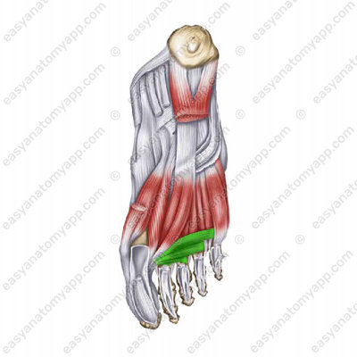 Adductor hallucis muscle (musculus adductor hallucis)