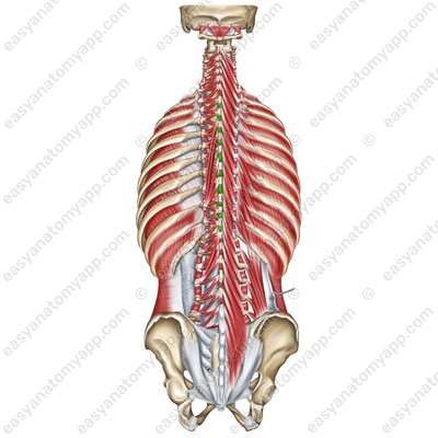 Zwischendornmuskeln – Pars thoracica (mm. interspinales thoracis)