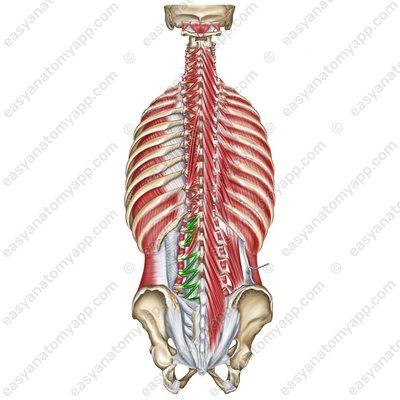 Musculi rotatores – Pars lumbalis(mm. rotatores lumborum)
