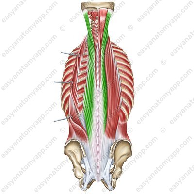 Langer Rückenmuskel (m. longissimus)
