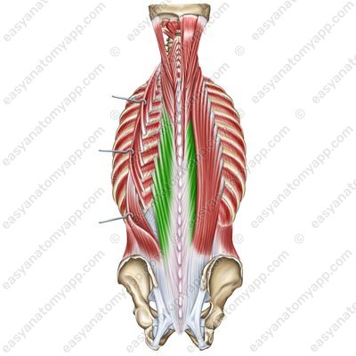 Langer Rückenmuskel – Pars thoracica (m. longissimus thoracis)