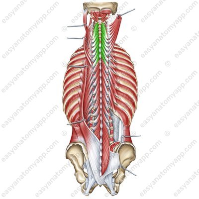 Halbdornmuskel – Pars cervicalis (m. semispinalis cervicis)