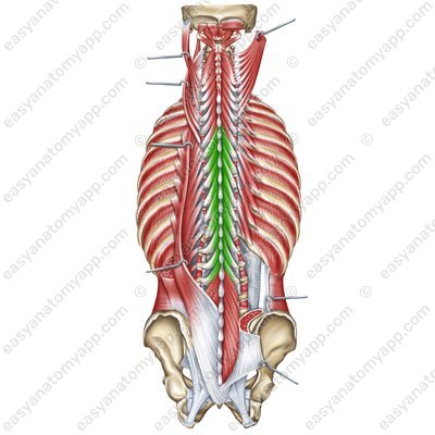 Halbdornmuskel – Pars thoracica (m. semispinalis thoracis)