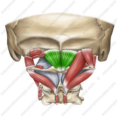Kleiner hinterer gerader Kopfmuskel (m. rectus capitis posterior minor)