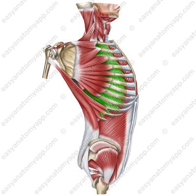 Äußere Zwischenrippenmuskeln (mm. intercostales externi)