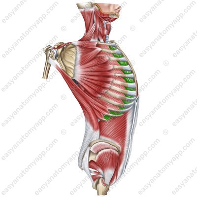Innere Zwischenrippenmuskeln (mm. intercostales interni)