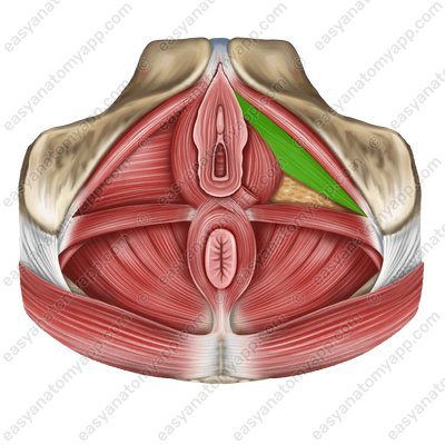 Äußerer Harnröhrenschließmuskel (m. sphincter urethrae externus)