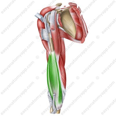 Oberarmmuskel (m. brachialis)