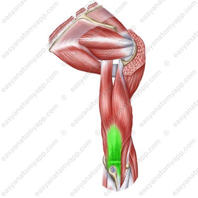 Dreiköpfiger Oberarmmuskel (m. triceps brachii) - Sehne
