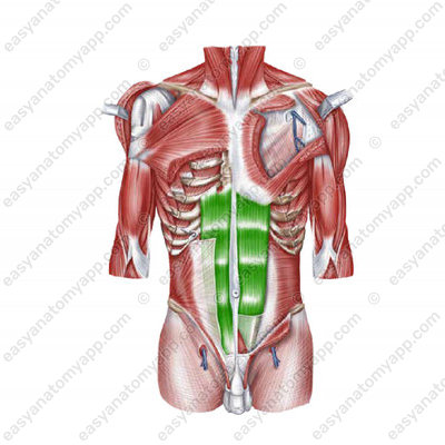 Прямая мышца живота (musculus rectus abdominis)