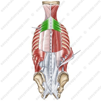 Верхняя задняя зубчатая мышца (m. serratus posterior superior)