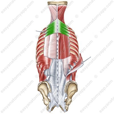 Верхняя задняя зубчатая мышца (m. serratus posterior superior)