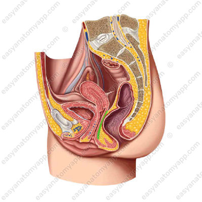 Прямокишечно-влагалищная перегородка (septum rectovaginale)