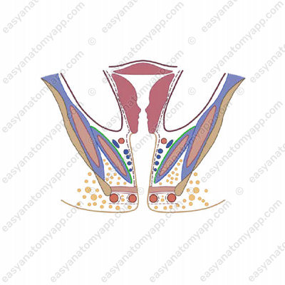 Верхняя фасциея диафрагмы таза (fascia superior diaphragmatis pelvis)
