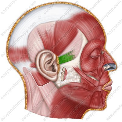 Передняя ушная мышца (m. auricularis anterior)