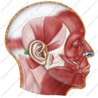 Задняя ушная мышца (m. auricularis posterior)