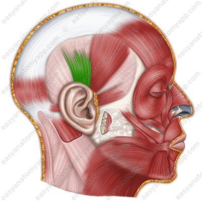 Верхняя ушная мышца (m. auricularis superior)