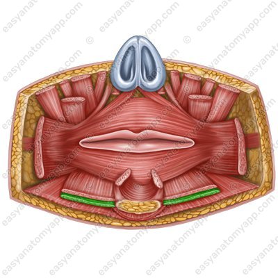 Мышца, опускающая угол рта (m. depressor anguli oris)