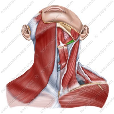 Двубрюшная мышца (m. digastricus) – заднее брюшко