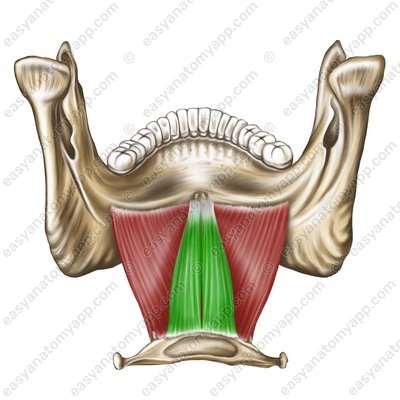 Подбородочно-подъязычная мышца (m. geniohyoideus)