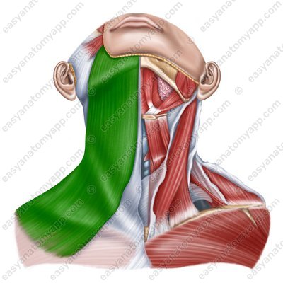 Подкожная мышца шеи (platysma)