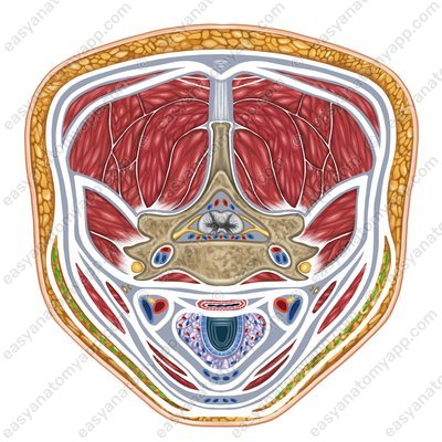 Подкожная мышца шеи (platysma)