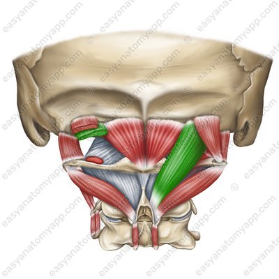 Большая задняя прямая мышца головы (m. rectus capitis posterior major)