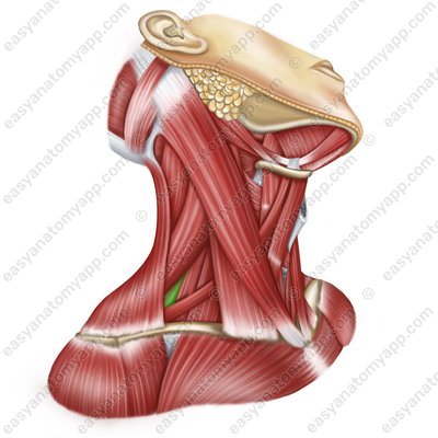 Задняя лестничная мышца (m. scalenus posterior)