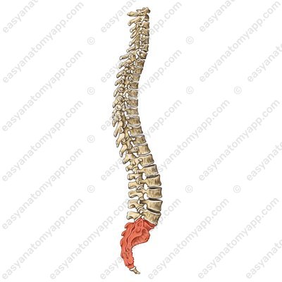 Sacral spine (sacral vertebrae / vertebrae sacrales)
