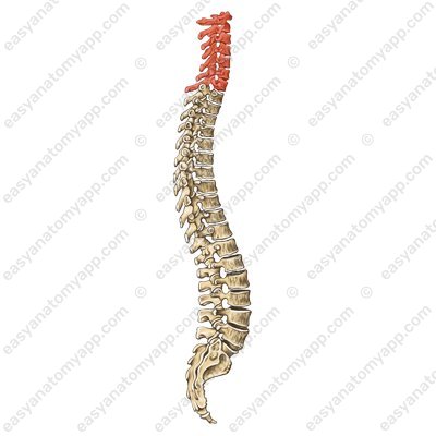 Cervical spine (cervical vertebrae / vertebrae cervicales)
