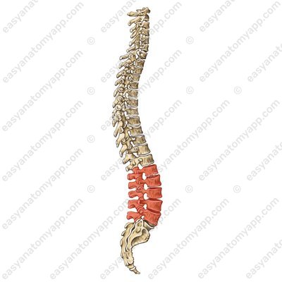 Lumbar spine (lumbal vertebrae / vertebrae lumbales)