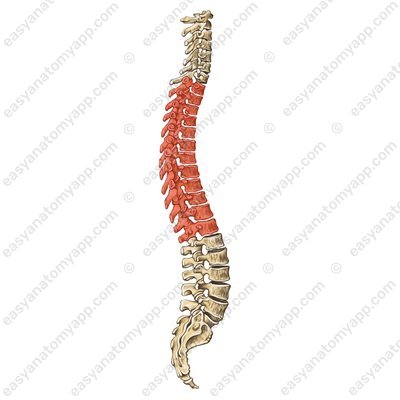 Thoracic spine (thoracic vertebrae / vertebrae thoracicae)