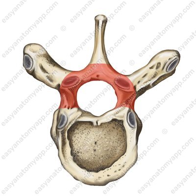 Vertebral arch (arcus vertebrae)