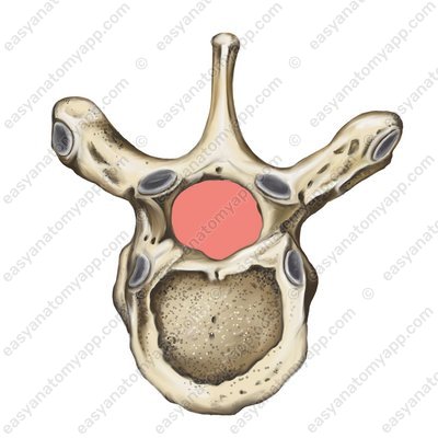Vertebral foramen (foramen vertebrale)