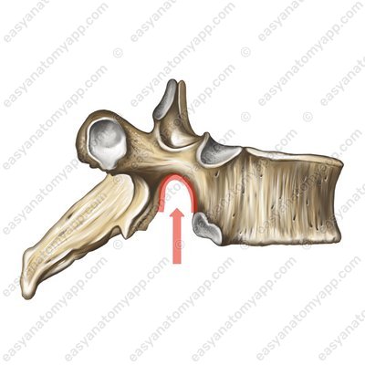 Inferior vertebral notch (incisura vertebralis inferior)