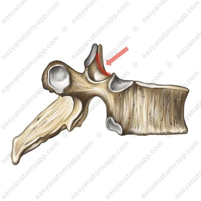 Superior vertebral notch (incisura vertebralis superior)
