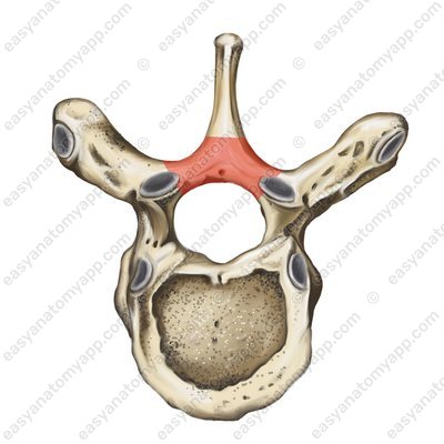 Lamina of the vertebral arch (lamina arcus vertebrae)